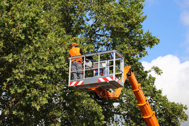 Best Hazardous Tree Removal  in Kettle Falls, WA