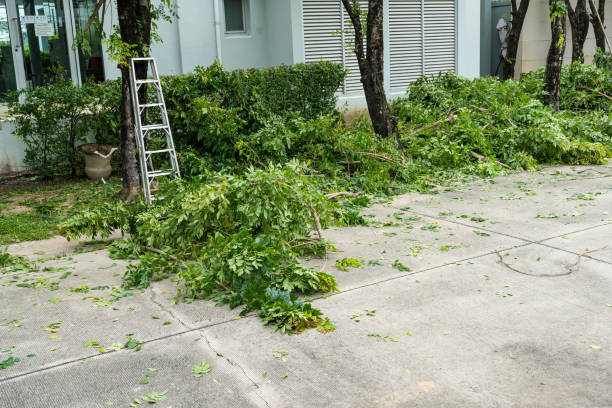 How Our Tree Care Process Works  in Kettle Falls, WA