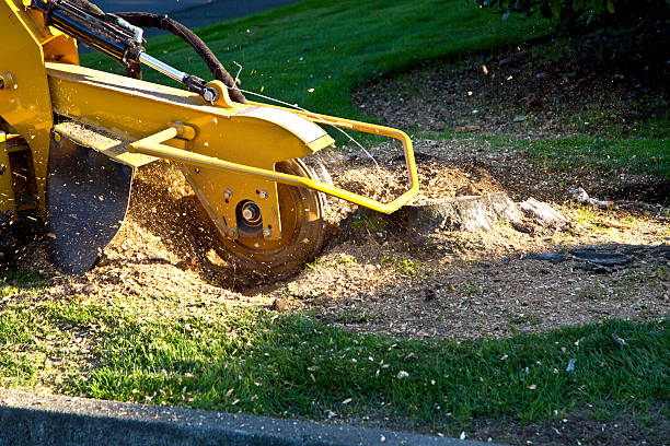 Best Tree Mulching  in Kettle Falls, WA