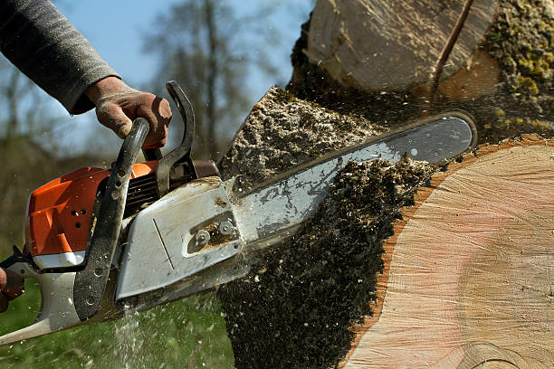 Best Stump Grinding and Removal  in Kettle Falls, WA